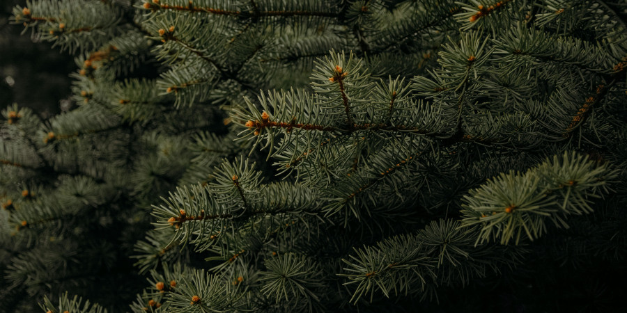 Closeup of the boughs of a fir tree