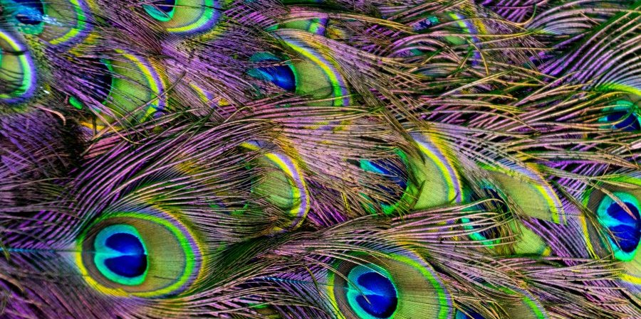 Closeup of peacock feathers